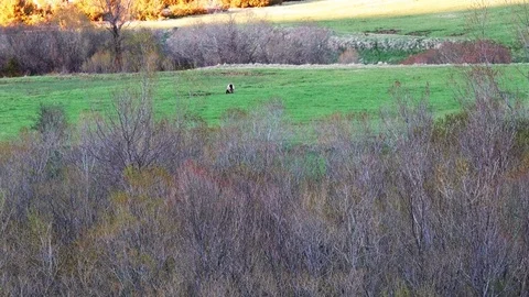 Brown bear Stock Footage 75280030