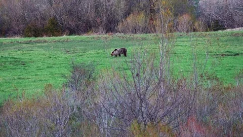 Brown bear Stock Footage 75281032