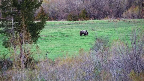 Brown bear Stock Footage 75286140