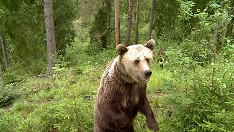 Brown bear 库存影片 78541827