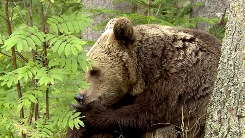 Brown bear Vídeos de archivo 78544559