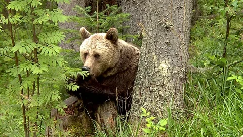 Brown bear Vídeos de archivo 78544562