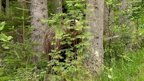 Brown bear 스톡 동영상 78551014