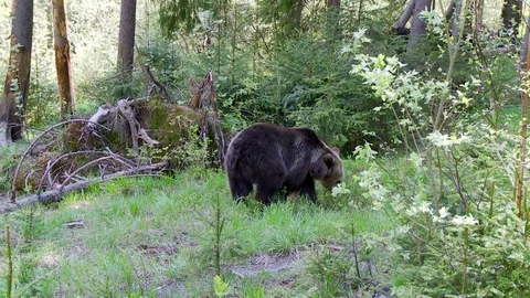 Brown bear Vídeos de archivo 78551633