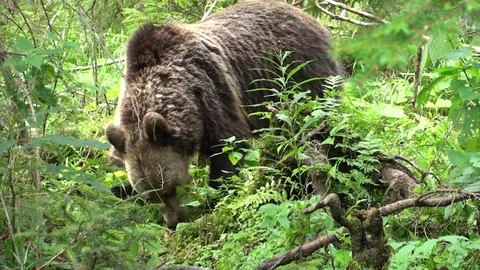 Brown bear Vídeos de archivo 78552074