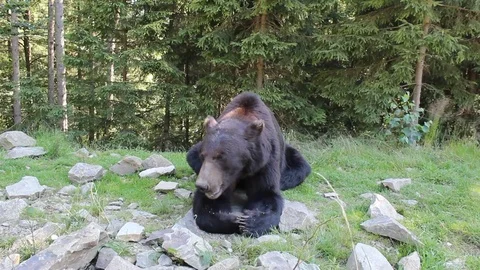 Brown bear Stock-Footage 81232422