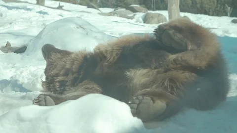 Brown Bear Stock Footage 86657393