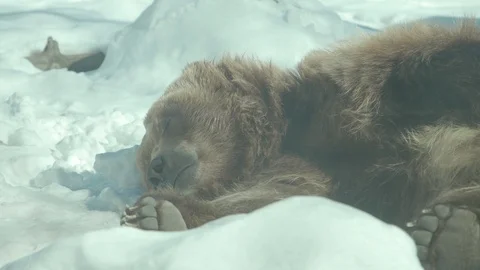 Brown Bear Stock Footage 86657697