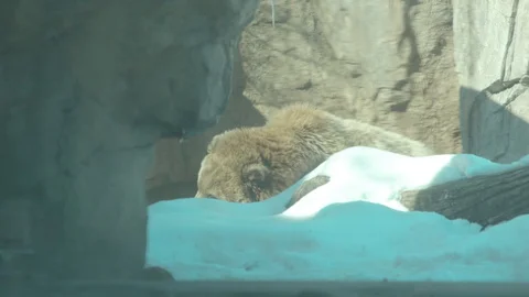Brown Bear Stock Footage 86661167