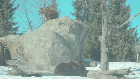 Brown Bear Stock Footage 86668919