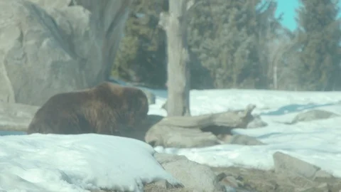 Brown Bear Stock Footage 86668929