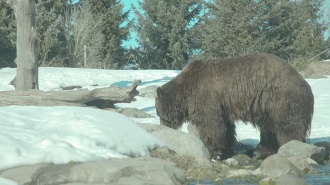 Brown Bear Stock Footage 86668937