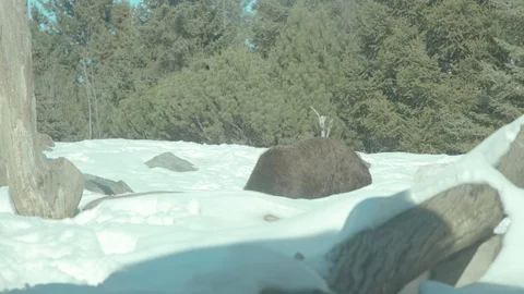 Brown Bear Stock Footage 86668951
