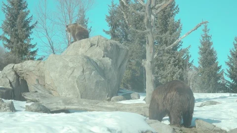 Brown Bear Stock Footage 86668965