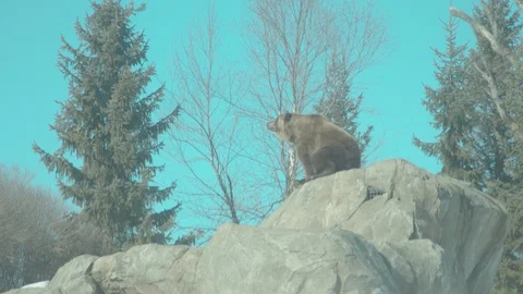 Brown Bear Stock Footage 86668969