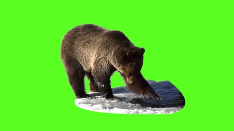 Brown bear Stock Footage 92202403