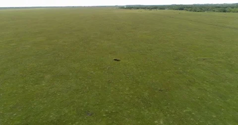 Brown bear Video stock 115062836