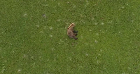 Brown bear Video stock 115062845