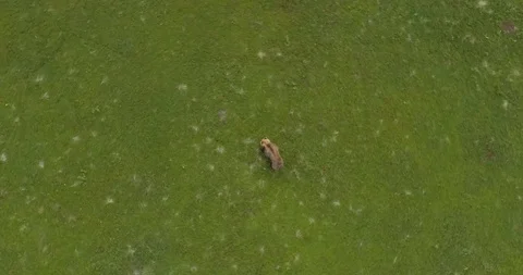 Brown bear Video stock 115062863