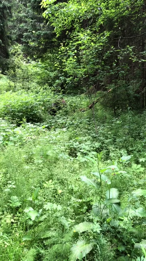 Brown bear Video stock 144214248