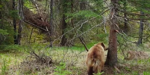 Brown bear Stock Footage 308226993