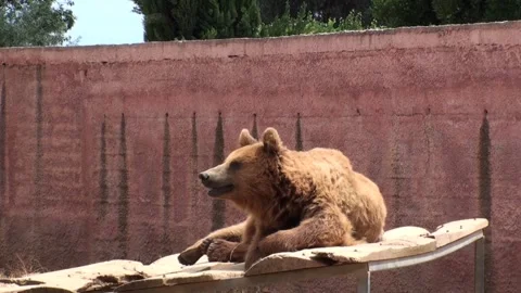 Brown Bear Stock Footage 330560664