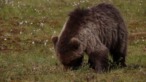 A brown bear forages and eats grass in a forest near Suomussalmi in Finland Video stock 146455589