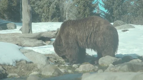 Brown Bear Foraging for Food in Stream Stock Footage 86669055
