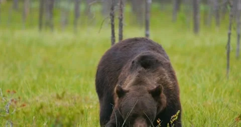 Brown Bear Foraging in a Lush Green Boreal Forest Video stock 296857534