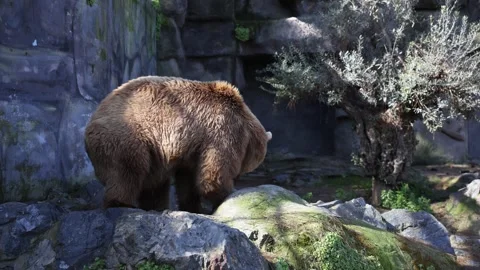 Brown bear foraging in rocky Spanish zoo enclosure with olive tree Stock Footage 330935025