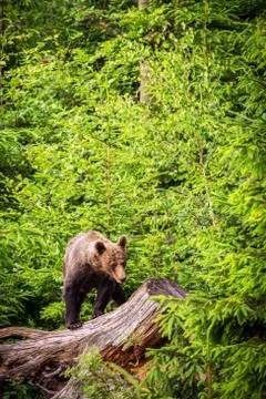 The brown bear into forest between young tree 写真素材