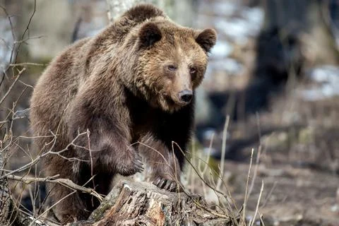 Brown bear in the forest up close. Wild animal in the natural habitat 写真素材