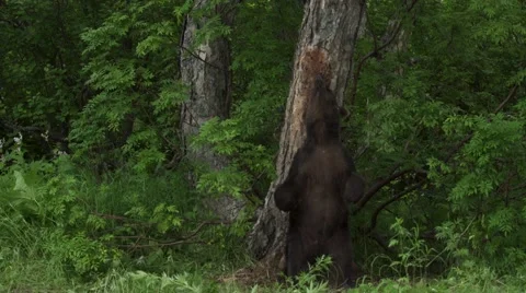 Brown bear in the forest Video stock 54169397