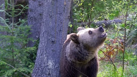 Brown bear in forest Vídeos de archivo 78874341