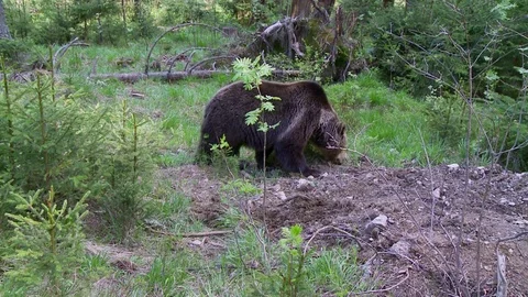 Brown bear in forest Stock-Footage 78874378
