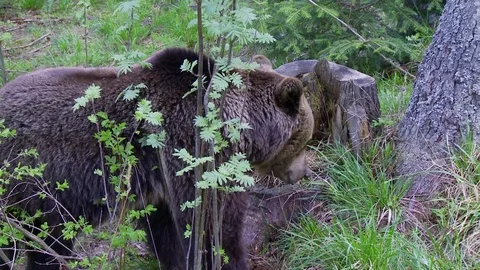 Brown bear in forest Stock Footage 78874961