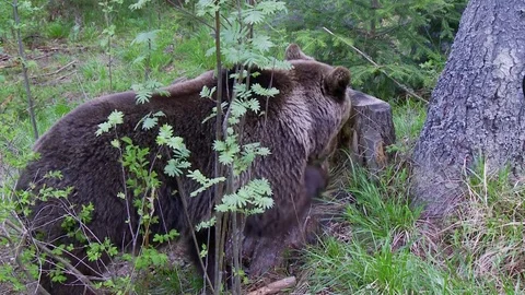 Brown bear in forest Vidéo 78875145