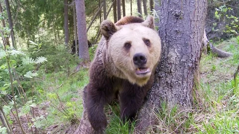 Brown bear in forest Vídeos de archivo 78875617
