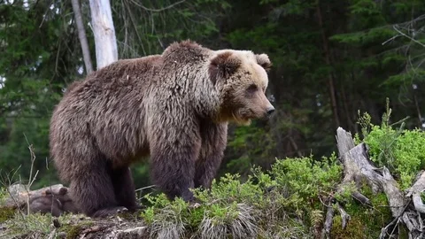 Brown bear in the forest Stock Footage 82950666