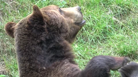 Brown bear in the forest Stock Footage 208913493