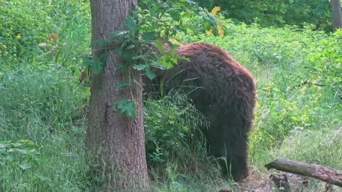 Brown bear in the forest Stock Footage 233579913