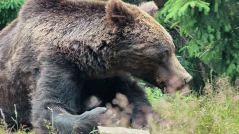 Brown Bear in Forest Habitat Stock Footage 328609380