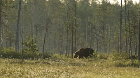 Brown Bear in forest at morning light waling in search for food Stock Footage 87278916