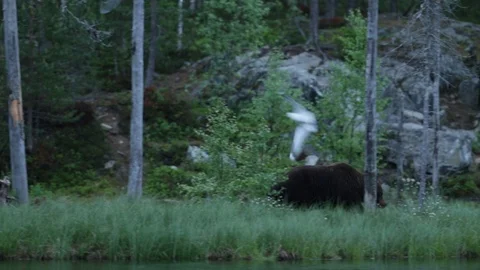 Brown Bear in forest at night waling in search for food, reflection in the water Stock Footage 87280247