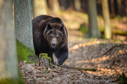 Brown bear in forest Stock Photos