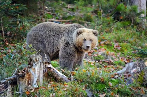 Brown bear in the forest Stock Photos