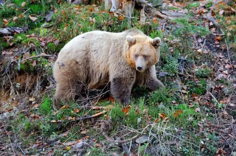 Brown bear in the forest Foto stock