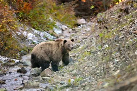 Brown bear in the forest Stock-Fotos