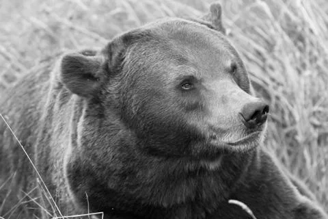 Brown bear in the forest Stock Photos