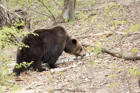 Brown bear in the forest Stock Photos